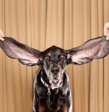 Собака с самыми длинными ушами: Харбор