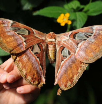 Самая крупная бабочка: Павлиноглазка Атлас