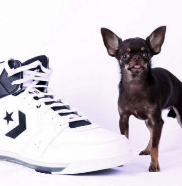 Самая маленькая собака