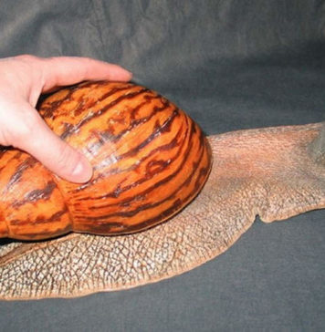 Самая большая сухопутная улитка: Achatina-achatina Самая большая сухопутная улитка: Achatina-achatina