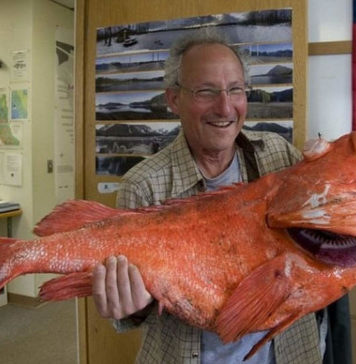Самый старый морской окунь: 200 лет