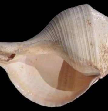 Самая большая улитка, живущая в воде: Syrinx aruanus