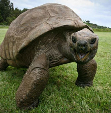 Самая старая черепаха: 181 год