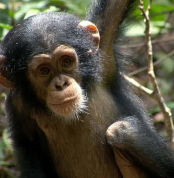 Самый долгоживущий примат: шимпанзе Гамма