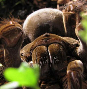 Самый крупный паук: птицеед Самый крупный паук: птицеед