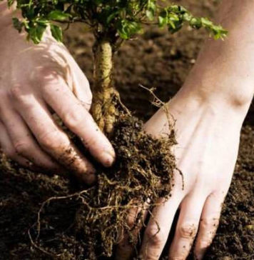 Самое большое количество деревьев, высаженных одновременно