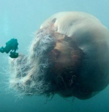 samaya-krupnaya-meduza