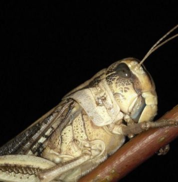 Самое разрушительное насекомое Самое разрушительное насекомое