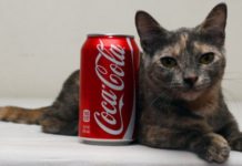 Самая низкорослая кошка в мире: Пиксель