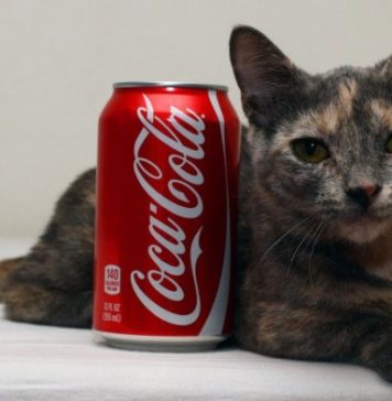 Самая низкорослая кошка в мире: Пиксель