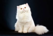 10 самых популярных пород кошек в мире