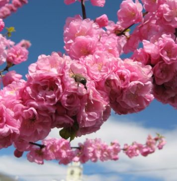 10 самых красивых цветов планеты