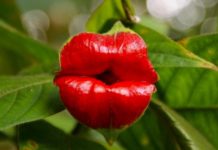 10 самых удивительных растений