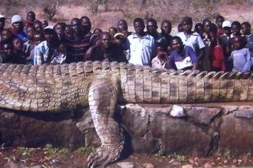 Самый большой крокодил: Густав