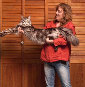 Самый длинный кот