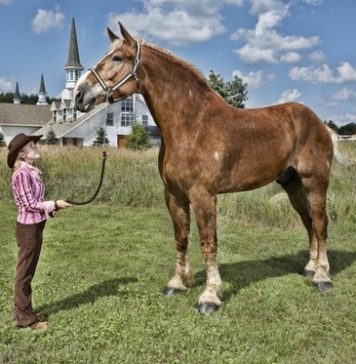Лошади в Книге рекордов Гиннеса