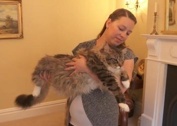 Книга рекордов Гиннесса определила самую длинную кошку в мире