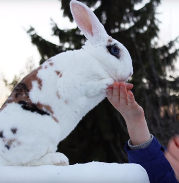 Кролик попал в книгу Гиннесса, выполнив 20 трюков за минуту