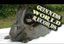 Животные в книге рекордов Гиннеса