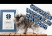 Коты в Книге рекордов Гиннеса