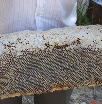 Самые большие пчелиные соты