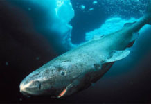 Самая долгоживущая рыба: 500 лет