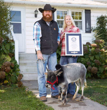 Самый маленький бык Хамфри