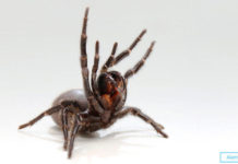 Самый ядовитый паук