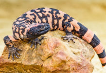 Самая опасная ящерица