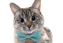 Nala Cat: самая популярная коша в Instagram