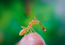 Самая маленькая деревянная ложка (2020)