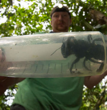 Самая большая пчела Самая большая пчела - пчела Уоллеса